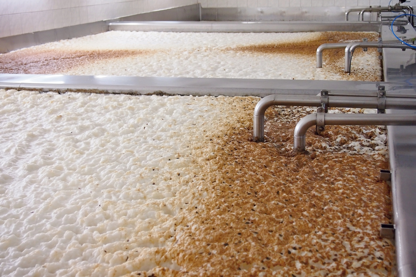 Fermentation Nation: Yeast Fermentation Cycle