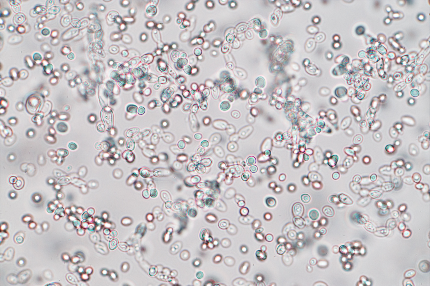 Microbial Mixology: The Microorganisms of Beer