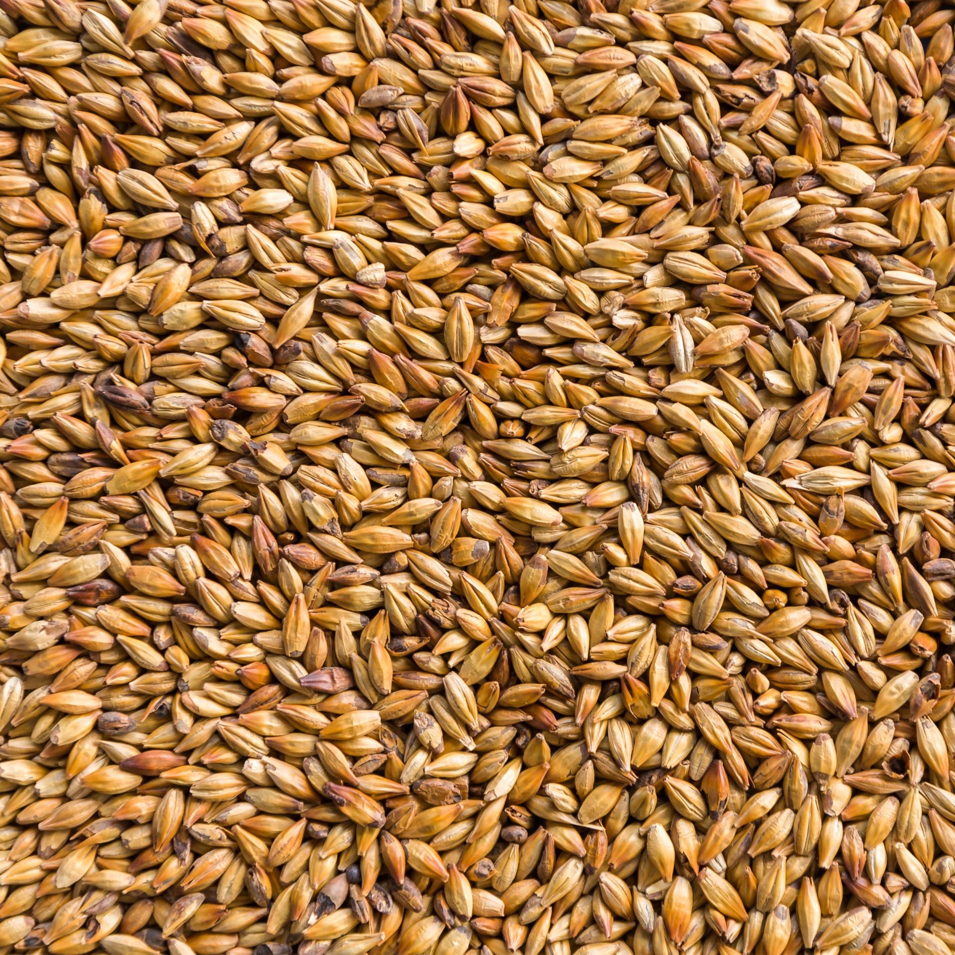 Carared Malt (Weyermann)