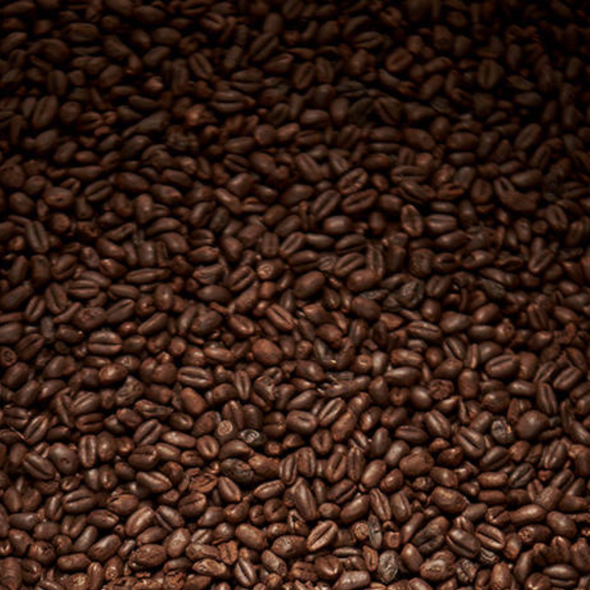 Chocolate Wheat Malt (Roasted) (Weyermann)