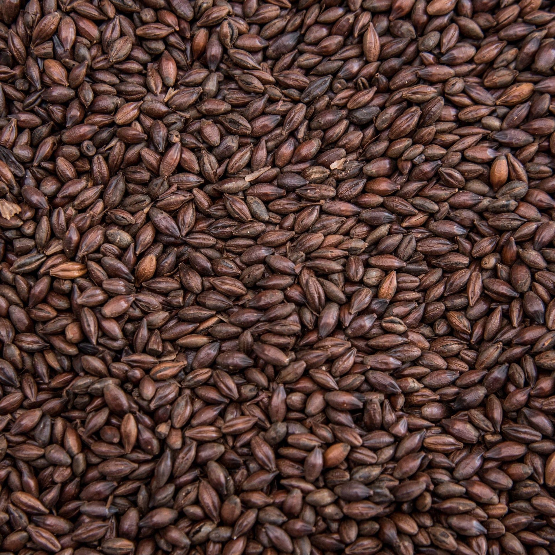 Shepherds Delight Malt (Gladfield)