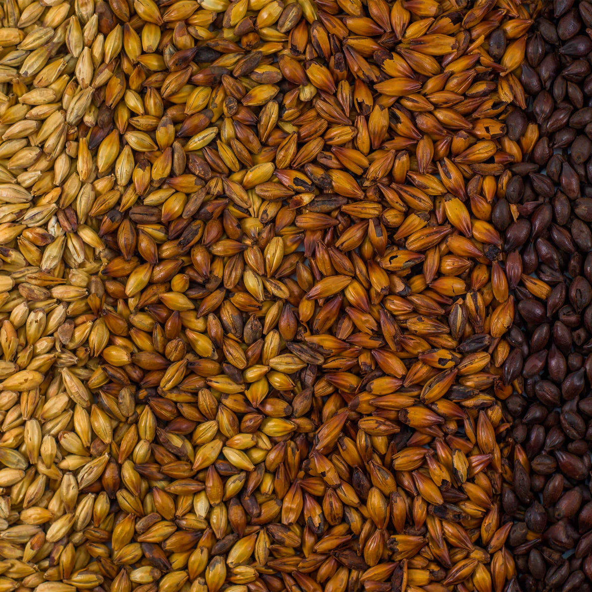 Shepherds Delight Malt (Gladfield)
