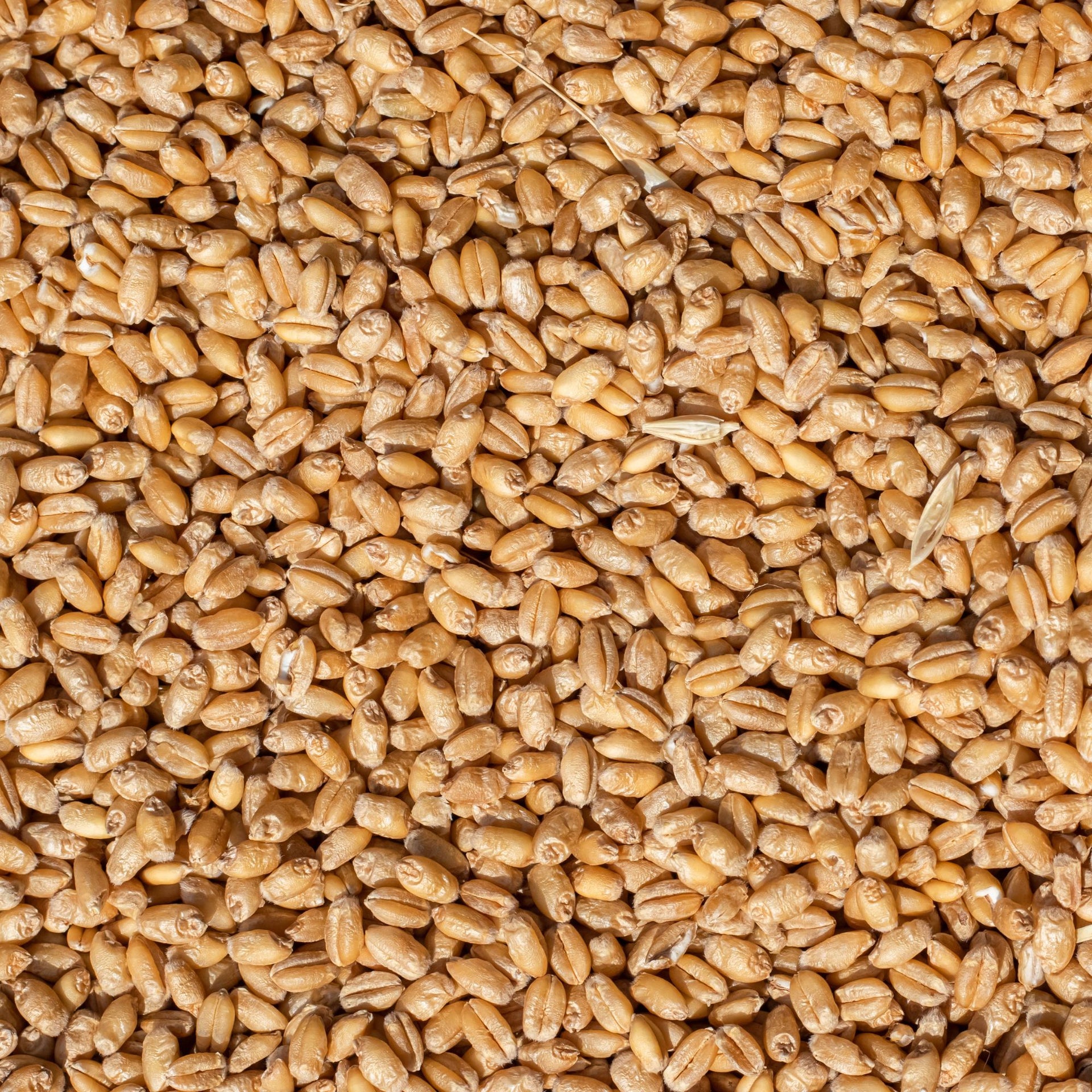 Chit Wheat Malt (Gladfield)